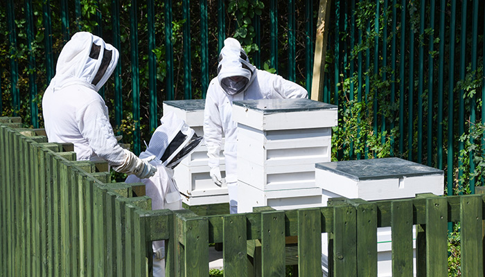 Blum takes next step in sustainable journey with beehives at UK HQ